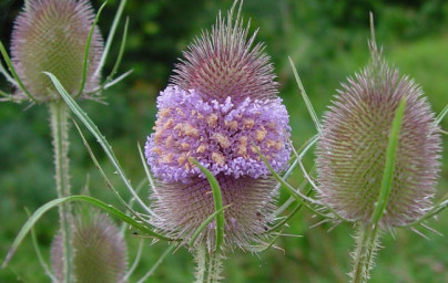 Divja ščetica (Dipsacus fullonum) Divja ščetica (Dipsacus fullonum)